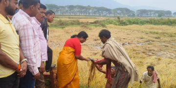 ଅଦିନିଆ ବର୍ଷା ବ୍ୟାପକ ଫସଲ ହାନି: ଚାଷ ଜମିକୁ ଯାଇ ସ୍ଥିତି ପରିଖିଲେ ବାଚସ୍ପତି ସୁରମା ପାଢୀ