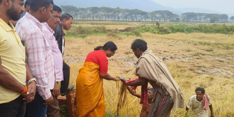 ଅଦିନିଆ ବର୍ଷା ବ୍ୟାପକ ଫସଲ ହାନି: ଚାଷ ଜମିକୁ ଯାଇ ସ୍ଥିତି ପରିଖିଲେ ବାଚସ୍ପତି ସୁରମା ପାଢୀ