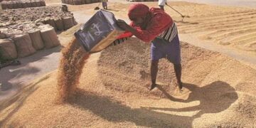 ଚାଷୀଙ୍କ ପାଇଁ ଆଶ୍ବସ୍ତି : ଧାନର ମାନ କମ୍‌ ଥିଲେ ବି କିଣିବେ ସରକାର