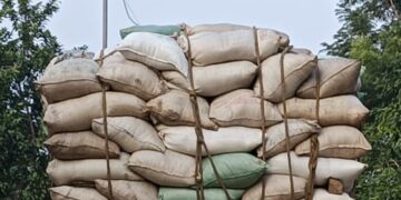 ମଣ୍ଡି ଖୋଲିବା ଆଗରୁ ଧାନ ବୋହିନେଲେ: ଦଲାଲ ମାଲେମାଲ, ଚାଷୀ ହତାଶ