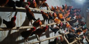 ଚର୍ଚ୍ଚାରେ ଫୁଲବାଣୀ କୁକୁଡା, ରହିଛି ବହୁ ରୋଗ ପ୍ରତିରୋଧ ଶକ୍ତି