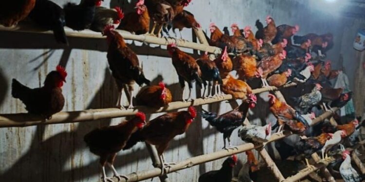 ଚର୍ଚ୍ଚାରେ ଫୁଲବାଣୀ କୁକୁଡା, ରହିଛି ବହୁ ରୋଗ ପ୍ରତିରୋଧ ଶକ୍ତି