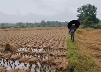ଅଦିନିଆ ଲଗାଣ ବର୍ଷା ଉଜାଡିଲା ଫସଲ, ବିଲରେ ପଡ଼ି ଗଜା ହେଲା ଧାନ, ଚିନ୍ତାରେ ଚାଷୀ