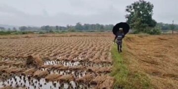 ଅଦିନିଆ ଲଗାଣ ବର୍ଷା ଉଜାଡିଲା ଫସଲ, ବିଲରେ ପଡ଼ି ଗଜା ହେଲା ଧାନ, ଚିନ୍ତାରେ ଚାଷୀ