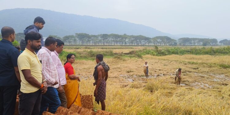 ଅଦିନିଆ ବର୍ଷା ବ୍ୟାପକ ଫସଲ ହାନି: ଚାଷ ଜମିକୁ ଯାଇ ସ୍ଥିତି ପରଖିଲେ ବାଚସ୍ପତି ସୁରମା ପାଢୀ