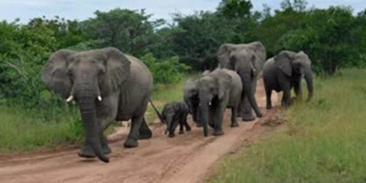 ଖଲ୍ଲିକୋଟ ବନାଞ୍ଚଳରେ ୨୨ ଟିକିଆ ହାତୀପଲ: ଶତାଧିକ ଏକରର ଧାନ ଫସଲ ନଷ୍ଟ