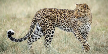 ଟ୍ରାପ କ୍ୟାମେରାରେ କଲରାପତରିଆ ବାଘ ଗଣନା