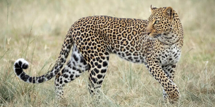 ଟ୍ରାପ କ୍ୟାମେରାରେ କଲରାପତରିଆ ବାଘ ଗଣନା