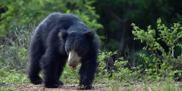 ଭାଲୁ ଆକ୍ରମଣରେ ବାପାପୁଅ ମୃତ