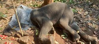 ନନ୍ଦନକାନନରେ ହାତୀ ଛୁଆ ମୃତ