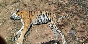 ଆଖିବୁଜିଲେ ୪ ବାର୍ଡ ଫ୍ଲୁ ସଂକ୍ରମିତ ବାଘ