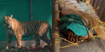 ଓଡ଼ିଶା ଫେରିଲା ଜିନ୍ନତ