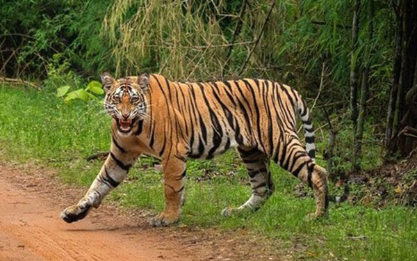 ଓଡ଼ିଶା ଆସିବେ ଆଉ ୩ ମହାବଳ