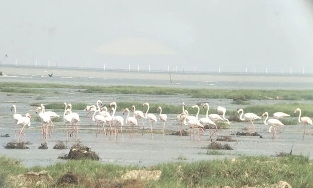 ରାଜ୍ୟରେ ‘ମଧ୍ୟ-ଶୀତକାଳୀନ ପକ୍ଷୀ ଗଣନା’ ରିପୋର୍ଟ : ୨୦୦ ପ୍ରଜାତିର ୧୫ ଲକ୍ଷରୁ ଊର୍ଦ୍ଧ୍ୱ ଚିହ୍ନଟ