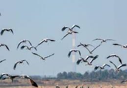 ୧୮ରୁ ଭିତରକନିକାରେ ପକ୍ଷୀ ଗଣନା