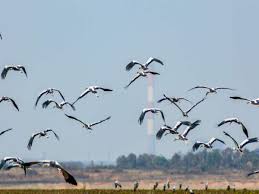 ୧୮ରୁ ଭିତରକନିକାରେ ପକ୍ଷୀ ଗଣନା