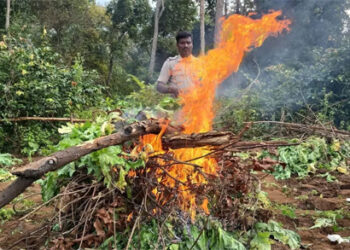 ପୋଡ଼ାଗଲା ୨୧ ହଜାର ଅଫିମ ଗଛ