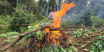 ପୋଡ଼ାଗଲା ୨୧ ହଜାର ଅଫିମ ଗଛ