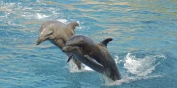 ଗହିରମଥା ଓ ଭିତରକନିକାରେ ତିନି ଦିନ ଧରି ଚାଲିବ ଡଲଫିନ ଗଣନା