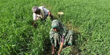 ପ୍ରଧାନମନ୍ତ୍ରୀ ଫସଲ ବୀମା କ୍ଷୟକ୍ଷତି ଆକଳନ ଶେଷ, ୨ ଲକ୍ଷ ୭୨୯ଟି ପ୍ଲଟରେ କ୍ଷତିଗ୍ରସ୍ତ ବୀମାଭୁକ୍ତ ଚାଷୀଙ୍କ ଆବେଦନ