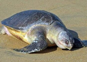 ଶେଷ ପର୍ଯ୍ୟାୟରେ ଅଲିଭରିଡଲେଙ୍କ ସଙ୍ଗମ ପର୍ବ