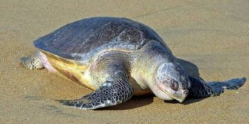 ଶେଷ ପର୍ଯ୍ୟାୟରେ ଅଲିଭରିଡଲେଙ୍କ ସଙ୍ଗମ ପର୍ବ