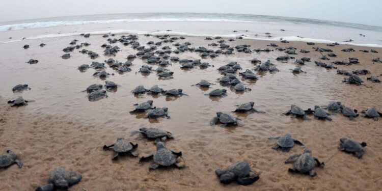 ଋଷିକୂଲ୍ୟା ବେଳାଭୂମିରେ ଗଣ ଅଣ୍ଡାଦାନ