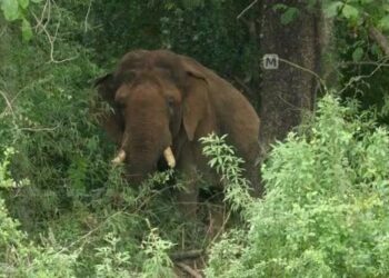 ଥମୁନି ହାତୀ ଆତଙ୍କ, ହାତୀ ଆକ୍ରମଣରେ ବୃଦ୍ଧ ବୃଦ୍ଧାଙ୍କ ମୃତ୍ୟୁ