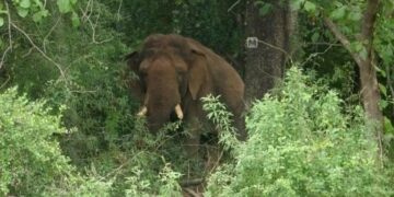 ଥମୁନି ହାତୀ ଆତଙ୍କ, ହାତୀ ଆକ୍ରମଣରେ ବୃଦ୍ଧ ବୃଦ୍ଧାଙ୍କ ମୃତ୍ୟୁ