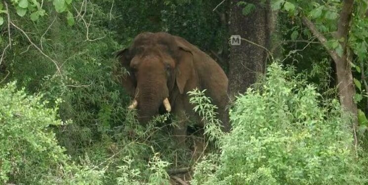 ଥମୁନି ହାତୀ ଆତଙ୍କ, ହାତୀ ଆକ୍ରମଣରେ ବୃଦ୍ଧ ବୃଦ୍ଧାଙ୍କ ମୃତ୍ୟୁ