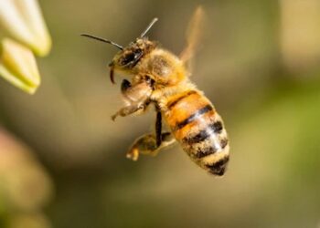 ମହୁମାଛି ଆକ୍ରମଣ, ୧୫ ଛାତ୍ରଛାତ୍ରୀ ଆହତ