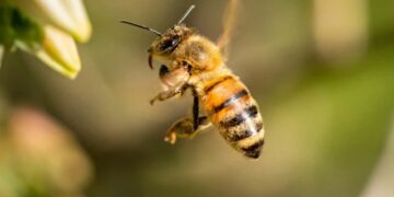 ମହୁମାଛି ଆକ୍ରମଣ, ୧୫ ଛାତ୍ରଛାତ୍ରୀ ଆହତ