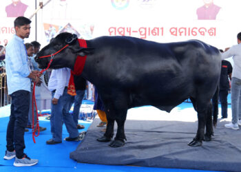 ରାଜ୍ୟସ୍ତରୀୟ ମତ୍ସ୍ୟ-ପ୍ରାଣୀ ସମାବେଶ: ମୁଖ୍ୟ ଆକର୍ଷଣ ମଇଁଷି ଷଣ୍ଢ ‘ଭୀମ’