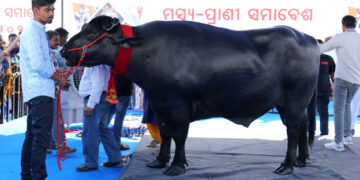 ରାଜ୍ୟସ୍ତରୀୟ ମତ୍ସ୍ୟ-ପ୍ରାଣୀ ସମାବେଶ: ମୁଖ୍ୟ ଆକର୍ଷଣ ମଇଁଷି ଷଣ୍ଢ ‘ଭୀମ’