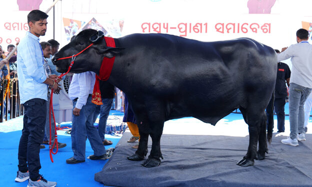 ରାଜ୍ୟସ୍ତରୀୟ ମତ୍ସ୍ୟ-ପ୍ରାଣୀ ସମାବେଶ: ମୁଖ୍ୟ ଆକର୍ଷଣ ମଇଁଷି ଷଣ୍ଢ ‘ଭୀମ’