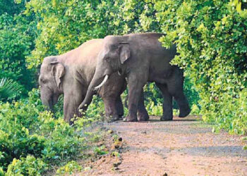 ୨୦୨୪ ନଭେମ୍ବରରେ ହୋଇଥିବା ସର୍ବଶେଷ ଗଣନା: ଓଡ଼ିଶାରେ ହାତୀ ସଂଖ୍ୟା ୨୧୦୩