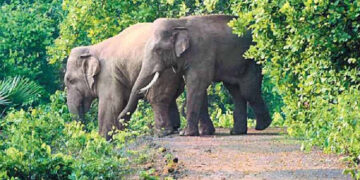 ୨୦୨୪ ନଭେମ୍ବରରେ ହୋଇଥିବା ସର୍ବଶେଷ ଗଣନା: ଓଡ଼ିଶାରେ ହାତୀ ସଂଖ୍ୟା ୨୧୦୩