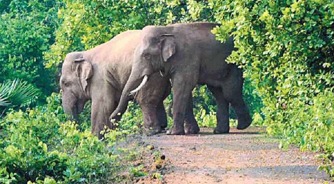 ୨୦୨୪ ନଭେମ୍ବରରେ ହୋଇଥିବା ସର୍ବଶେଷ ଗଣନା: ଓଡ଼ିଶାରେ ହାତୀ ସଂଖ୍ୟା ୨୧୦୩