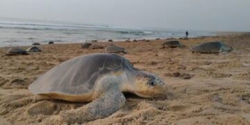 ଋଷିକୁଲ୍ୟା ମୁହାଁଣରେ ଅଲିଭ୍ ରିଡ୍‌ଲେଙ୍କ ଗଣ ଅଣ୍ଡାଦାନ