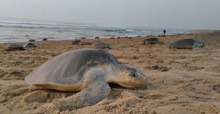 ଋଷିକୁଲ୍ୟା ମୁହାଁଣରେ ଅଲିଭ୍ ରିଡ୍ଲେଙ୍କ ଗଣ ଅଣ୍ଡାଦାନ