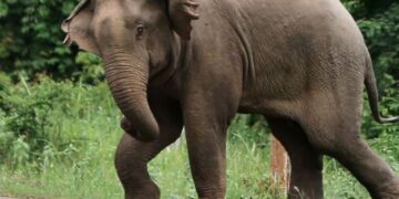 ପରିତ୍ୟକ୍ତ କୂଅରୁ ଉଦ୍ଧାର ହେଲା ହାତୀର ଗଳିତ ମୃତଦେହ ଉଦ୍ଧାର