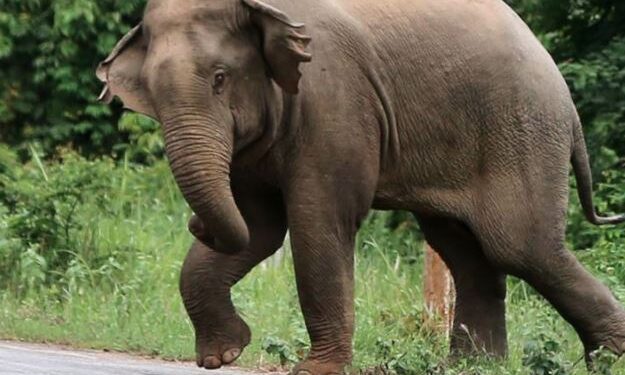 ପରିତ୍ୟକ୍ତ କୂଅରୁ ଉଦ୍ଧାର ହେଲା ହାତୀର ଗଳିତ ମୃତଦେହ ଉଦ୍ଧାର