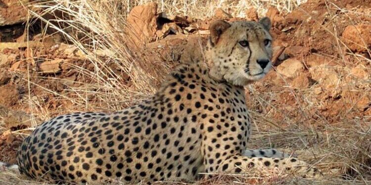 ପୁଣି ଭାରତକୁ ଆସିବ ୮ ଚିତା; ଆସନ୍ତା ମେ’ରେ ପ୍ରଥମ ପର୍ଯ୍ୟାୟରେ ଆସିବେ ୪