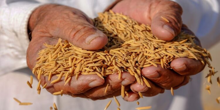 ଚାଷୀଙ୍କୁ ସରକାରଙ୍କ ବଡ଼ ଭେଟି, ୧୪ଟି ଖରିଫ ଫସଲର ସର୍ବନିମ୍ନ ସହାୟକ ମୂଲ୍ୟ ବୃଦ୍ଧି କଲା କେନ୍ଦ୍ର