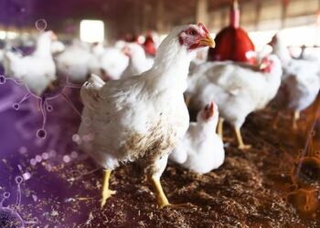 କେନ୍ଦ୍ରାପଡ଼ା ଡେରାବିଶରେ ବାର୍ଡ ଫ୍ଲୁ , ଆଜି ସୁଦ୍ଧା ମୋଟ ୨୩୮ଟି କୁକୁଡା ମରିଥିବା ସୂଚନା