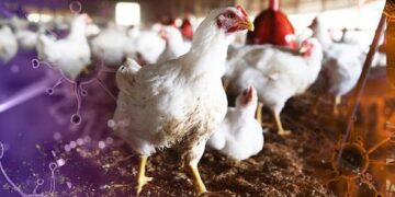 କେନ୍ଦ୍ରାପଡ଼ା ଡେରାବିଶରେ ବାର୍ଡ ଫ୍ଲୁ , ଆଜି ସୁଦ୍ଧା ମୋଟ ୨୩୮ଟି କୁକୁଡା ମରିଥିବା ସୂଚନା