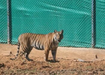 ଗର୍ଭବତୀ ମରାଠା ବାଘୁଣୀ : ସେପ୍ଟେମ୍ବର ମାସରେ ମା’ ହେବ ଜିନ୍ନତ