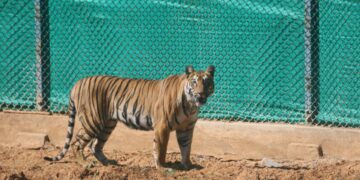 ଗର୍ଭବତୀ ମରାଠା ବାଘୁଣୀ : ସେପ୍ଟେମ୍ବର ମାସରେ ମା’ ହେବ ଜିନ୍ନତ