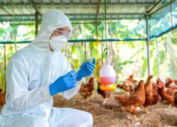 ଖୋର୍ଦ୍ଧାରେ ବାର୍ଡଫ୍ଲୁ ଚିହ୍ନଟ, ଲୋକେ ଆତଙ୍କିତ