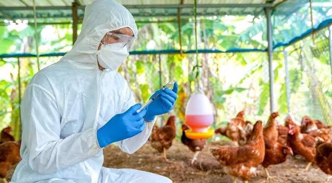 ଖୋର୍ଦ୍ଧାରେ ବାର୍ଡଫ୍ଲୁ ଚିହ୍ନଟ, ଲୋକେ ଆତଙ୍କିତ